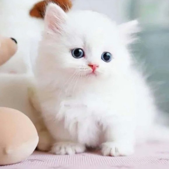 LOVEVER My Realistic Robotic Cat Robot Kitty That Acts Like a Real Kitty Walking Robot Pet Cat with Tail Wagging - Adult Companion Animal Interactive Cat Toy