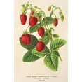 thumbnail image 2 of Charles Antoine Lemaire 11x14 Gold Ornate Wood Frame and Double Matted Museum Art Print Titled - Perpetual Double Strawberry (1854-1896), 2 of 4