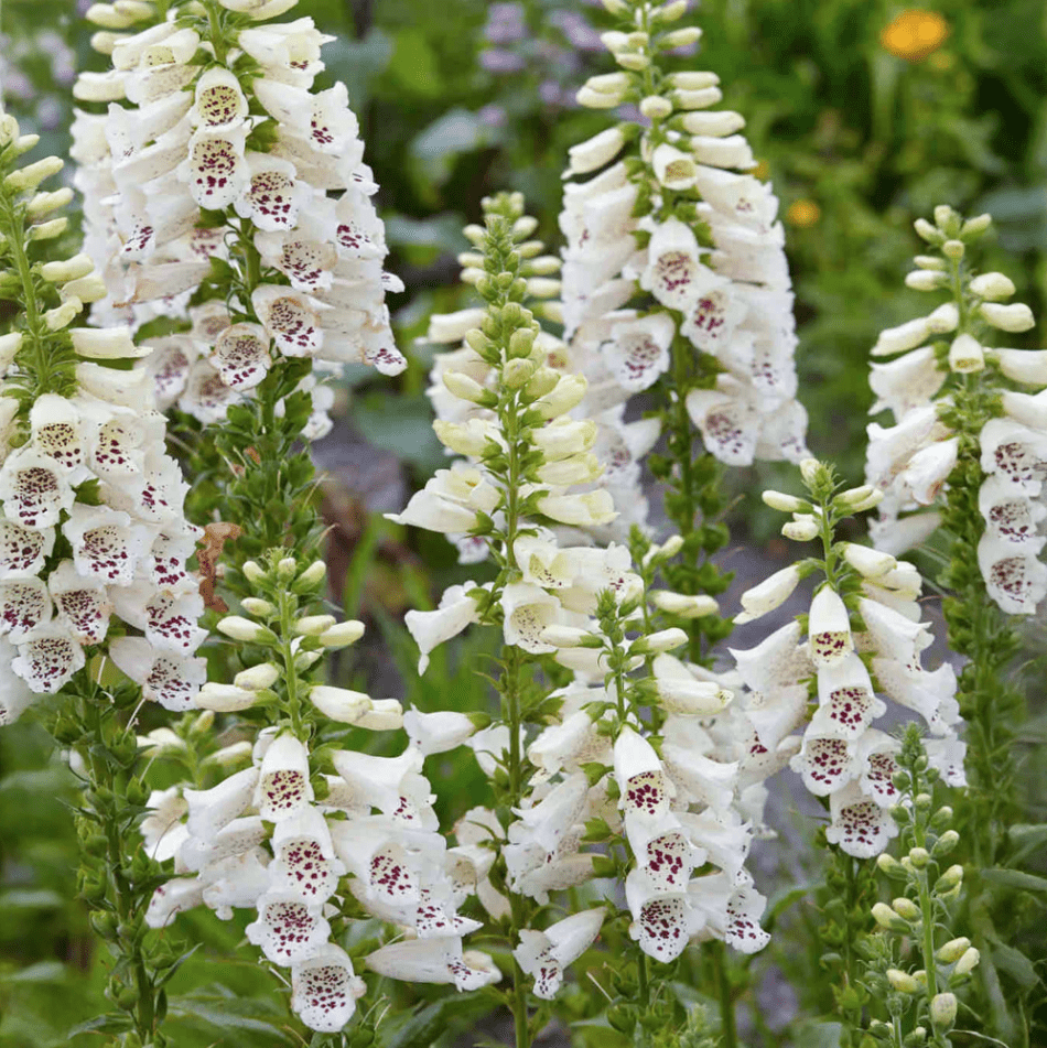 White Foxglove Plant Live, Hardy Perennial Foxgloves with Colorful Summer Flowers for Outdoor Garden Planting, 2-4 Inch Tall, 3 Inch Pot