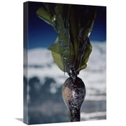 Global Gallery  Close-Up of Oil-Covered Kelp - Exxon Valdez Oil Spill - Alaska Art Print
