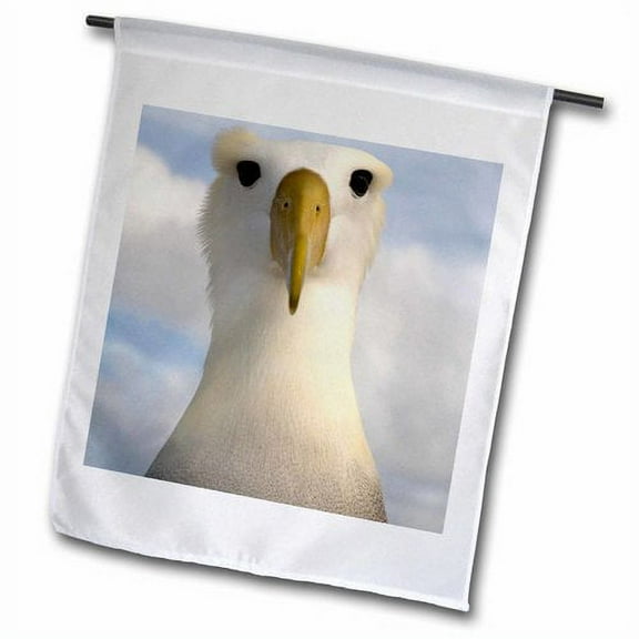 3dRose, Waved Albatross, Punta Cevallos, Galapagos Islands - SA07 POX0908 - Pete Oxford, 18 x 27 inch Garden Flag