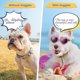 thumbnail image 5 of Gafas de sol para perros Gafas pequeñas Correa ajustable Protección UV Gafas de sol antivaho en forma de corazón para perros Gafas de sol para perros, 5 of 6