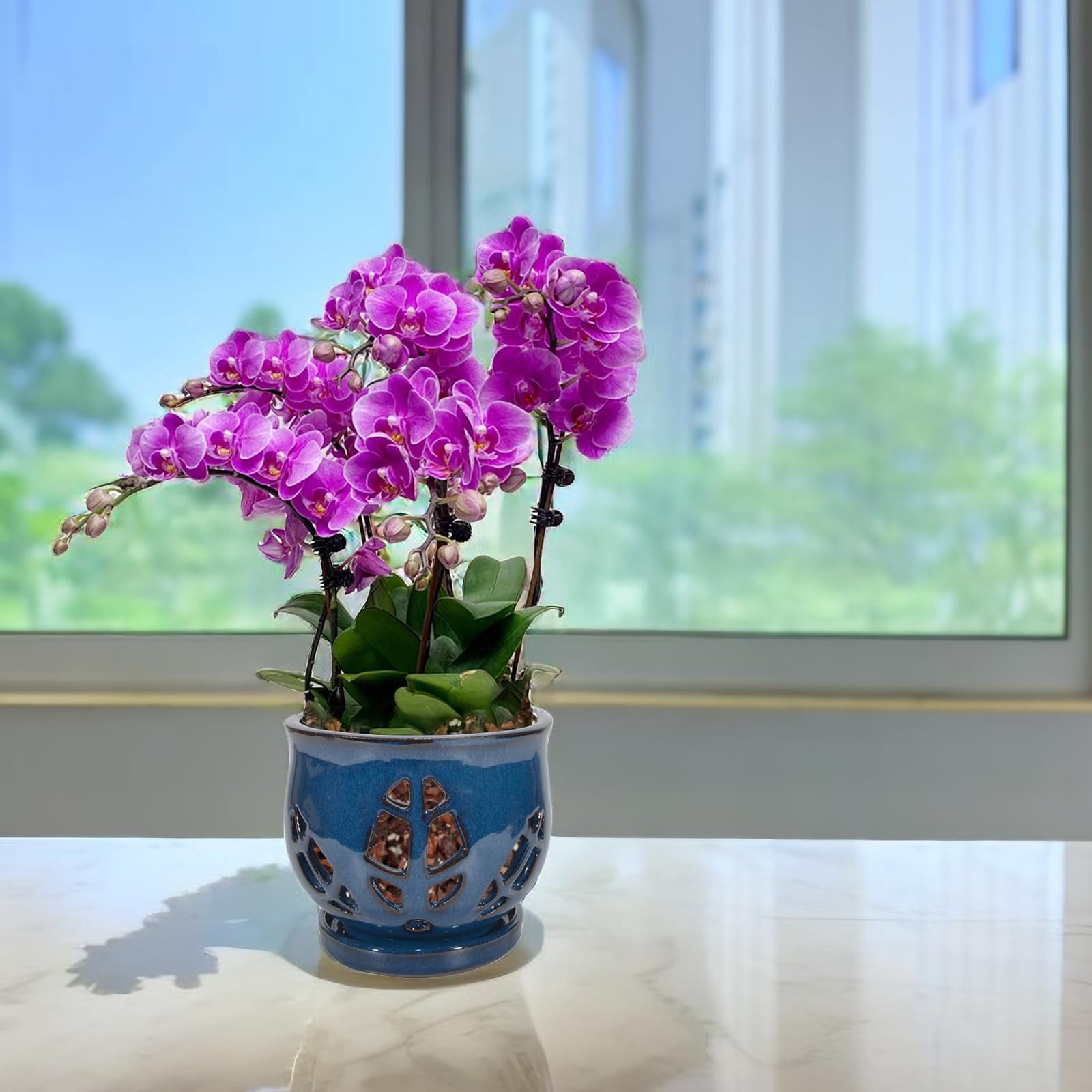 W&W Orchid Pot with Holes and Saucer for Orchid Repotting and Better Grow, Blue, 6.5 inches