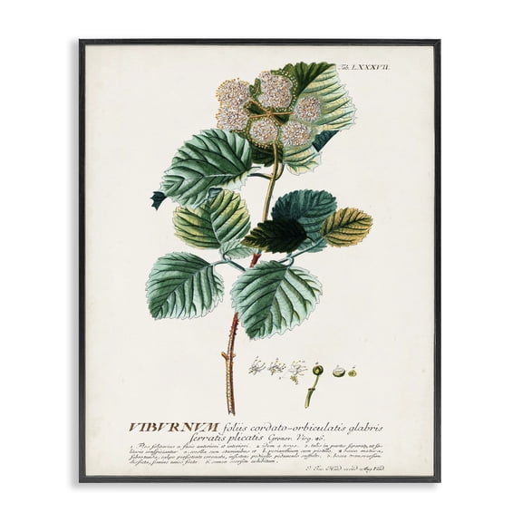 Stupell Industries Cottage Scientific Botanical Plant Seeds Black Framed Giclee Art, 11 x 14, by Unknown Artist