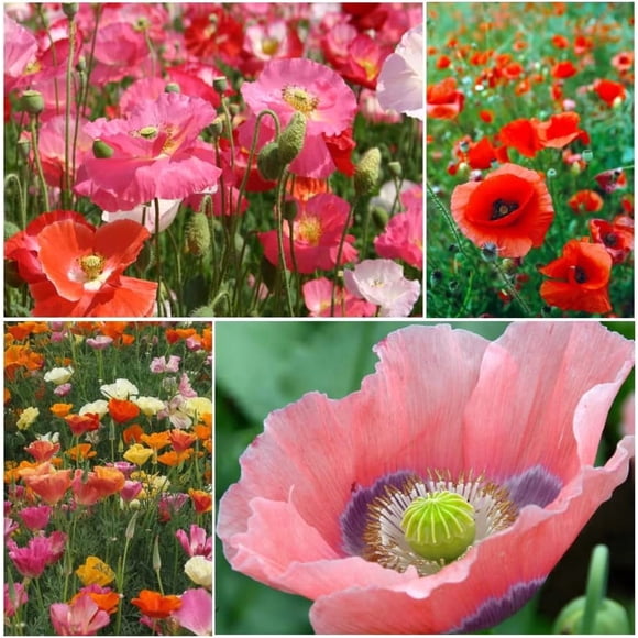 HIGHGW PRECIOUS POPPIES by Perennial Garden Kit (400+ seeds) 4 Types California, Flanders, Giganthemum & Shirley Poppy