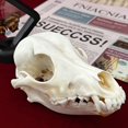 thumbnail image 3 of Clóset de taxidermia con calavera de animal real y gato para regalo científico, 3 of 8