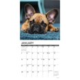 thumbnail image 3 of Just French Bulldogs 2024 12 X 12 Wall Calendar (Other), 3 of 4