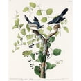 thumbnail image 2 of Audubon, John James 15x18 Gold Ornate Wood Framed with Double Matting Museum Art Print Titled - Loggerhead Shrike, 2 of 4
