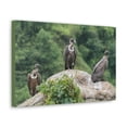 thumbnail image 2 of Vulture Group Vulture Troop Print Animal Wall Art Wildlife Canvas Prints Wall Art Ready to Hang Unframed, 2 of 18