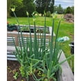 thumbnail image 2 of 45 Egyptian Walking Onion Bulbs for Planting, Tree Onion Small Topsets Bulblets Perennial Onions Walking Onions Bulbs, 2 of 6