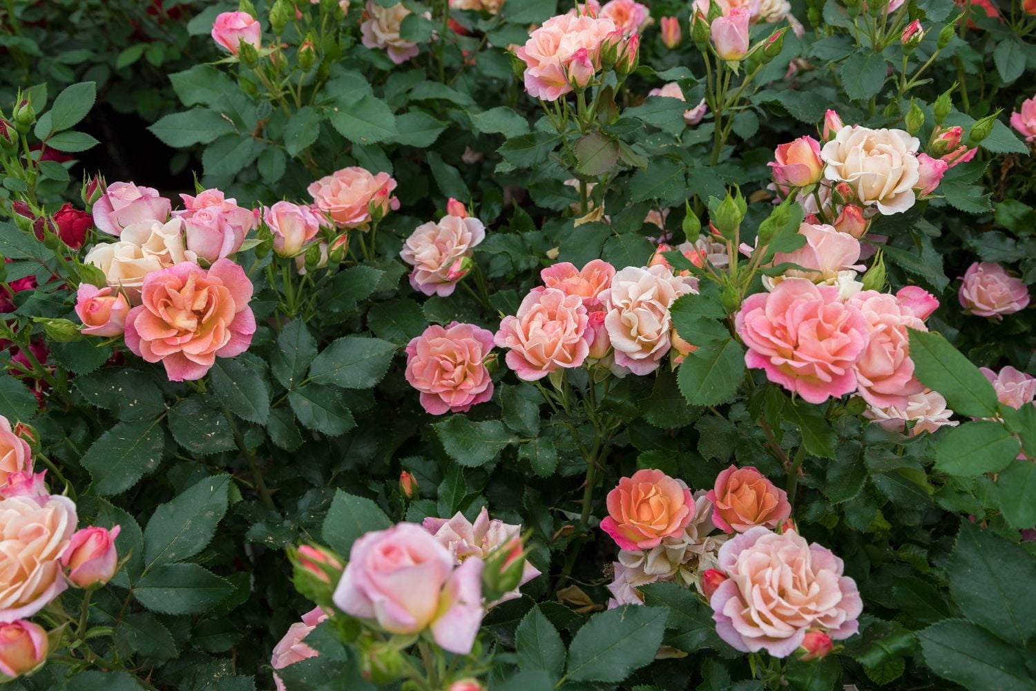 2.5 in. Live Shrub Bloom Maker Mini Rose Collection 2.5 in. Live Shrub Bloom Maker Mini Rose Collection