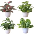 thumbnail image 4 of Artificial Flower Foliage Plant Potted Bonsai Office Decor, 4 of 4