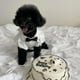 thumbnail image 5 of Summer Cute Pet Plaid Striped Suspender Skirt Hat Vest Small Dog Dog Summer Dog Dress Cothes Bichon Teddy Pomeranian Yorkshire ShopWise Round, 5 of 9
