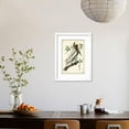 thumbnail image 5 of Brown Pelican, Animals Framed Art Print Wall Art by John James Audubon Sold by Art.Com, 5 of 6
