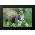 thumbnail image 2 of Parker, Jacky 18x13 Black Modern Framed Museum Art Print Titled - Eastern Grey Squirrel, 2 of 5