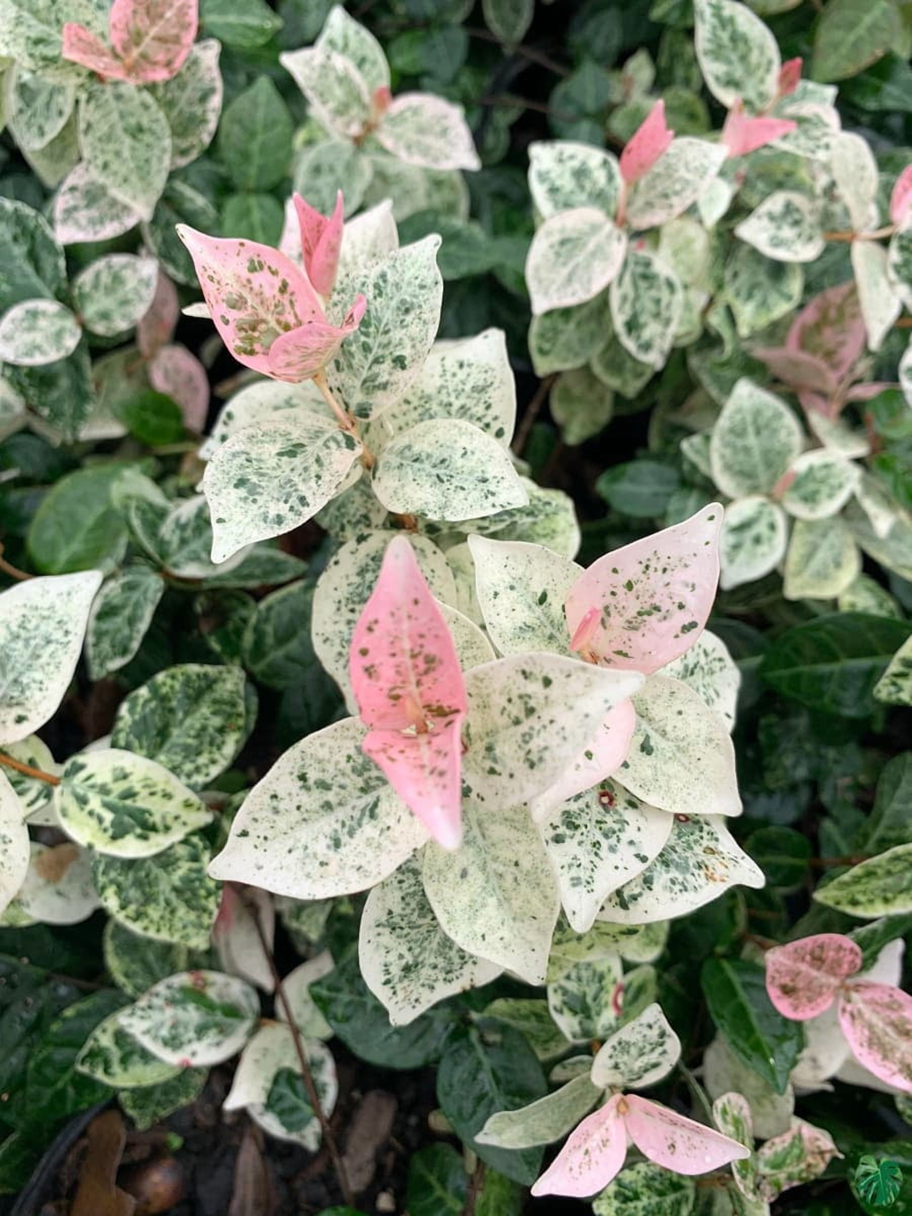 Asiatic Jasmine Live Plants, Evergreen Groundcover, Glossy Green Leaves, Easy Growth