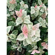 Asiatic Jasmine – Evergreen Groundcover with Glossy Green Leaves and Easy Growth