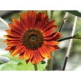 thumbnail image 4 of TomorrowSeeds - Red Sun Sunflower Seeds - 600+ Count - For 2026 Planting Maroon Burgundy Gold, 4 of 7
