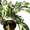 thumbnail image 6 of Calathea Stella, 6 inch, Beautiful White Variegated House Plant Lietzei Fusion White, 6 of 9
