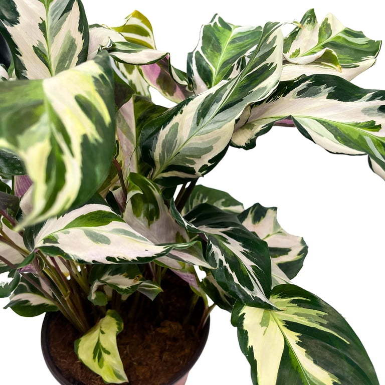 efeutute. Epipremnum Pinnatum 'Blue Form' (Efeutute)  Foliage Dreams