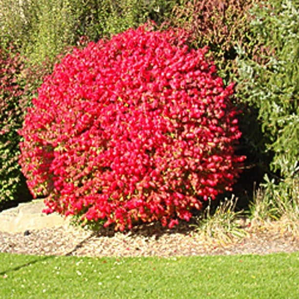 Compact Dwarf Burning Bush, Flaming Red Fall Color, Live Shrub for Sun
