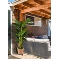 thumbnail image 2 of Serene Spaces Living Artificial Banana Tree in Pot, 16" Diameter & 65" Tall, 2 of 6