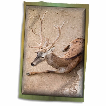 3dRose Reindeer - Towel, 15 by 22-inch