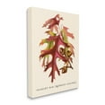 thumbnail image 3 of Stupell Industries Antique Scarlet Oak Branch Illustration Autumn Leaves, 24 x 30,Design by Daphne Polselli, 3 of 5