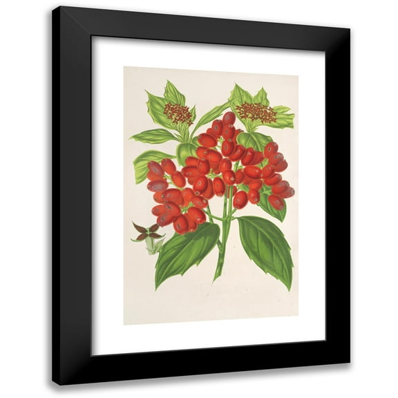 Charles Antoine Lemaire 11x14 Black Modern Framed Museum Art Print Titled - Aucuba Japonica Thunb. in Fruits (1854-1896)