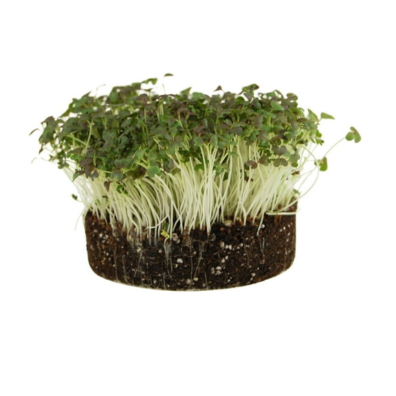 Organic Red Streaks Mizuna Mustard Seeds - 1 g Packet ~400 Seeds - Seeds for Growing Garden Leafy Green Vegetables & Herbs