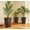 Brown, variant on Planters For Outdoor Plants, Galvanized Steel Planter Box,Crop Cage and Shade Cloth with Raised Garden Bed, Beige Garden Pots,Hdpe,Steel Indoor Garden Pots