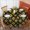Sunflower And Bee, variant on Sunflower and Bud Black Pattern Round Tablecloth 70"x70", Wrinkle Resistant Wipeable Table Cover for Kitchen Dining Room Picnic Patio and Party