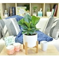 thumbnail image 5 of Disco-Little Fiddle Leaf Ficus Lyrata Plant, in 6-inch Décor Pot, 5 of 10
