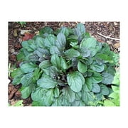 Chocolate Chip Ajuga - Carpet Bugle - Miniature Leaves - 48 Plants -1 3/4" Pot