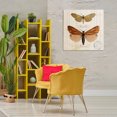 thumbnail image 3 of Stupell Industries Butterfly Latin Studies Insects Painting Wrapped Canvas Art Print Wall Art, 30 x 30, 3 of 8