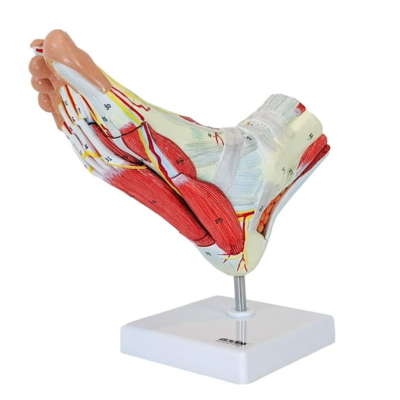 Axis Scientific Foot Anatomy Model with 9 Removable and Numbered Parts, Foot Model Anatomy Ligaments, Muscles, Nerves and Arteries, Study Guide