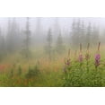 thumbnail image 2 of Paulson, Don 32x23 White Modern Wood Framed Museum Art Print Titled - Canada, BC, Revelstoke NP Misty meadow scenic, 2 of 4