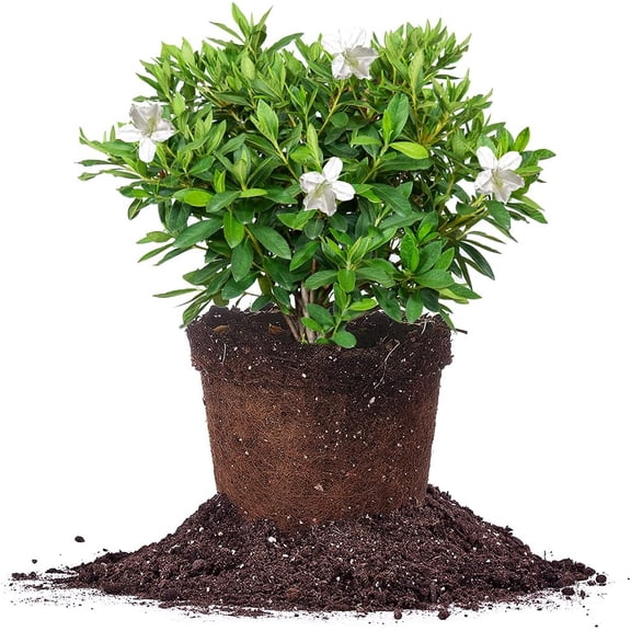 Perfect Plants 1 Gallon GG Gerbing Azalea Shrub
