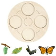 thumbnail image 1 of Butterfly Life Cycle Of A Growth Stage Model Educational Growth Cycle Toy For School Kid Children, 1 of 3