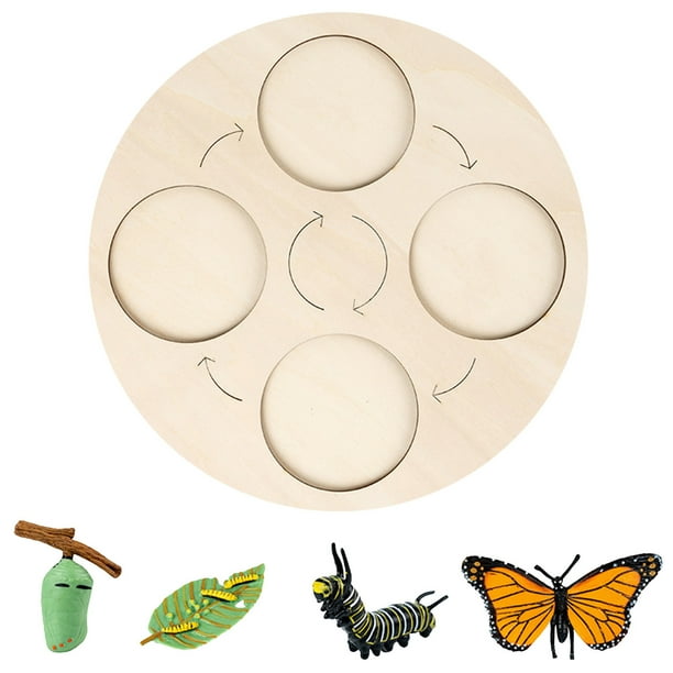 Ciclo De Vida De Una Mariposa En Fase De Crecimiento. Juguete Educativo Sobre El Ciclo De Crecimiento De Las Plantas Para Niños En Edad Escolar.