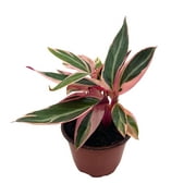 BubbleBlooms Stromanthe Triostar Sanguinea Beautiful and Easy Indoor House Plant 4 inch Pot