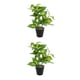 thumbnail image 3 of Inteprter Planta en maceta de tortuga ecológica, plantas artificiales de bajo mantenimiento para decoración de balcón, sala de estar JH5473 JH5473 2Conjunto, 3 of 6