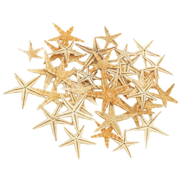 Conchas De Estrella De Mar Naturales, Exhibición De Boda, Decoración Artesanal Para Acuario, 2-3cm, 50 Uds. Sunnimix artesanías conchas marinas