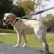 thumbnail image 4 of Dog Leash Heavy Duty Double Handles Lead1.5m Blue, 4 of 4