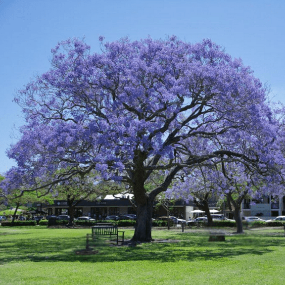 Jacaranda Tree Plant Live, Jacaranda Tree Live, 8 - 10 Inches Tall, Blue Jacaranda Live Plant for Outdoor Landscaping