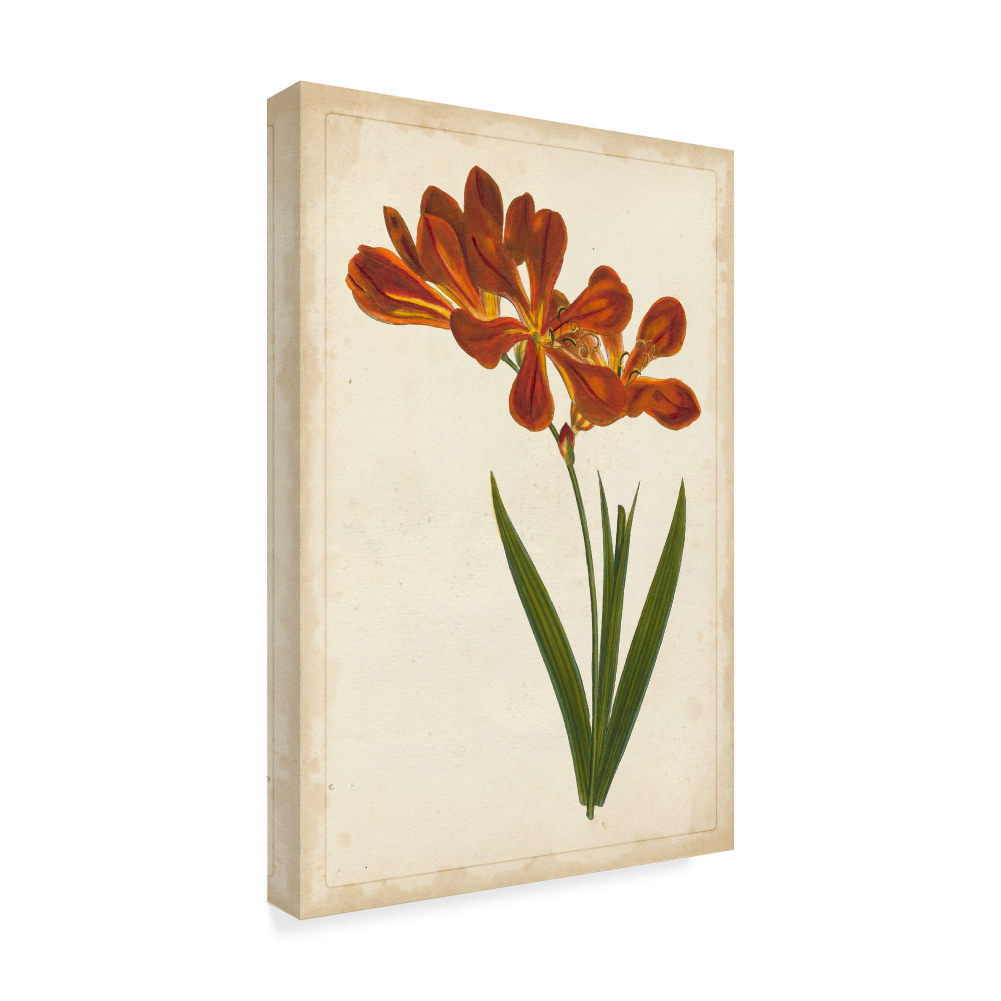 Trademark Fine Art 'Vibrant Botanicals VI' Canvas Art by Unknown