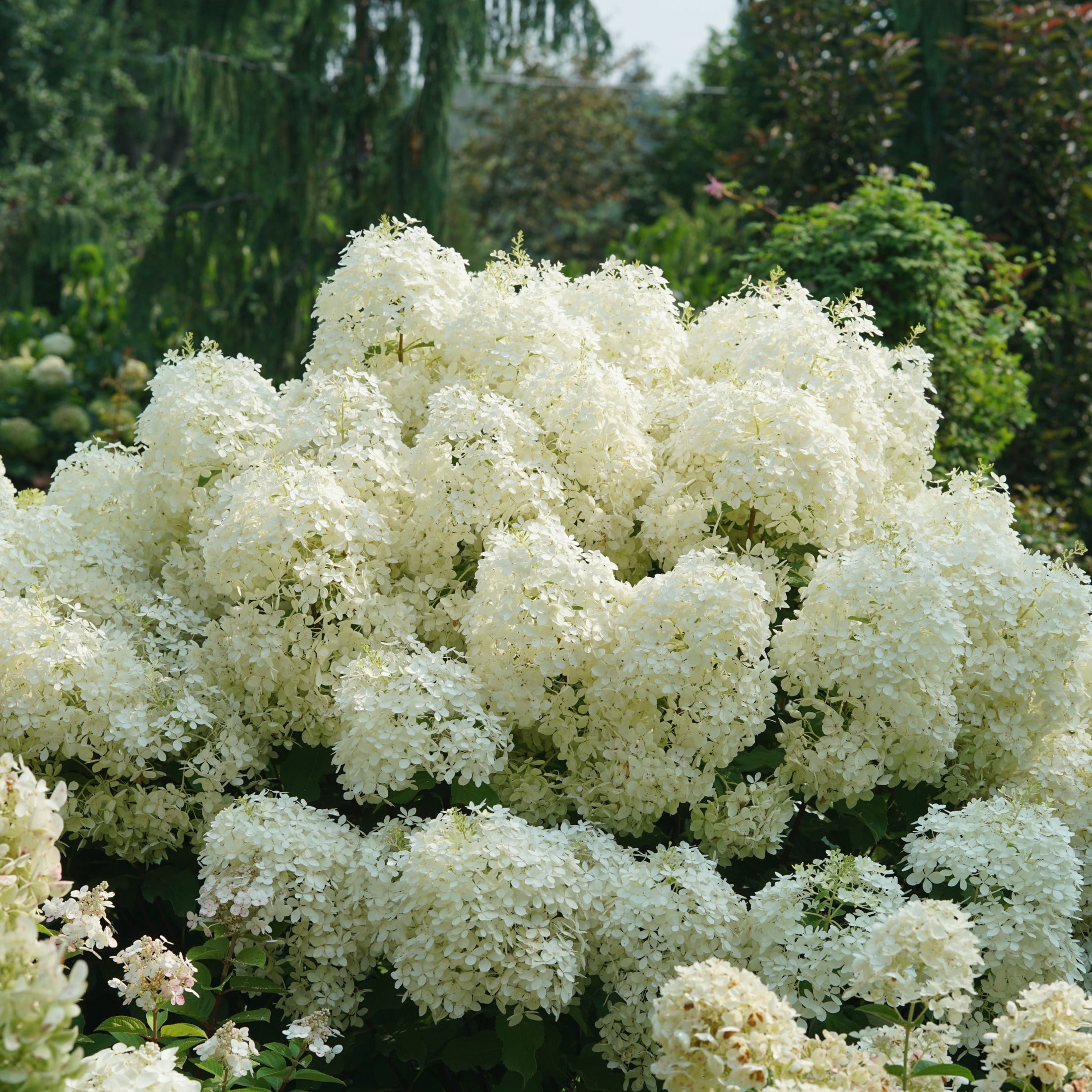 Proven Winners ColorChoice 6" White Puffer Fish Panicle Hydrangea Live Plant in 7.5" Pot