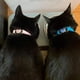 thumbnail image 4 of Collar para Gato con Cinturón de Seguridad y Campana 24 30cm, Regalo San Valentín, 4 of 8