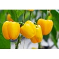 thumbnail image 4 of 20 Seeds Organic Yellow MINI BELL PEPPER Sweet Mild Miniature Capsicum Annuum Vegetable Seeds, 4 of 9