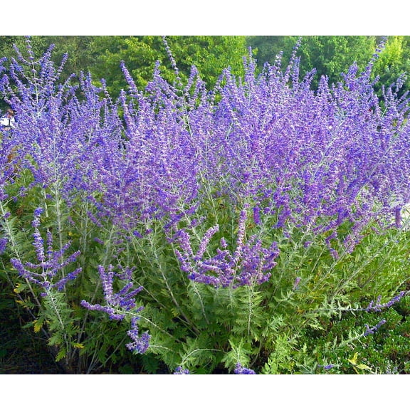 Crazy Blue Russian Sage Plant - Perovskia - Quart Pot